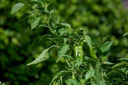 ピーマン 摘心と脇芽かき 園芸ナビ 花と野菜の育て方