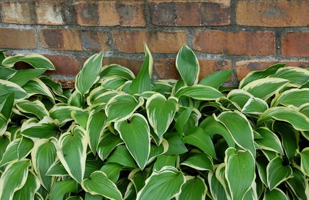 plantain lily (1).jpg