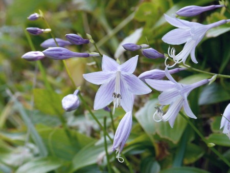 plantain lily (2).jpg