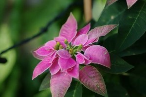 poinsettia003 (2).jpg
