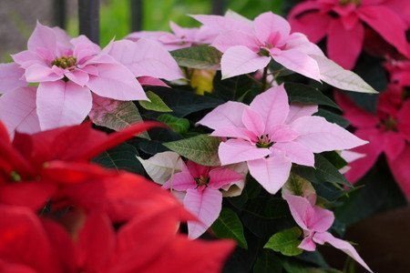 poinsettia004.jpg