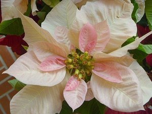 poinsettia005.jpg