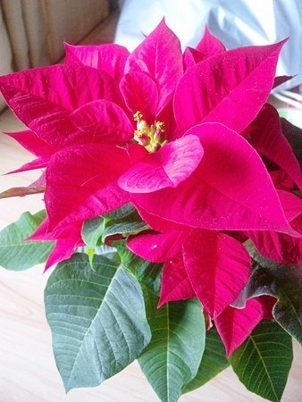 poinsettia006.jpg
