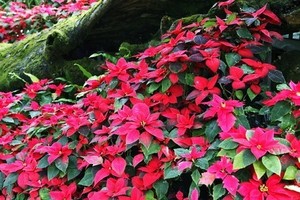 poinsettia026.jpg