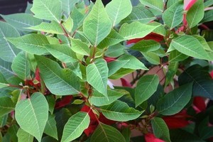 poinsettia027.jpg
