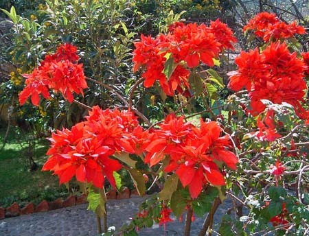 園芸ナビ 花と野菜の育て方