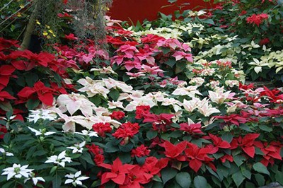 poinsettia (4).jpg