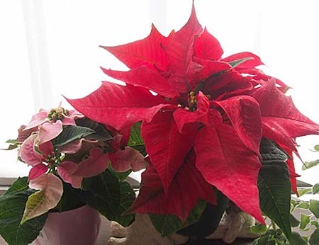 poinsettia2014.jpg