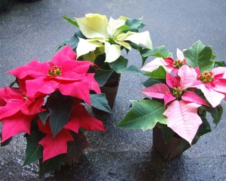 poinsettia2014 (4).JPG
