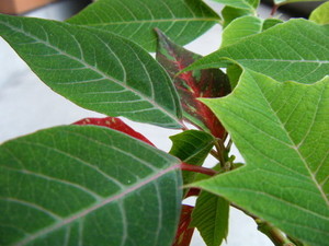poinsettia (1).jpg