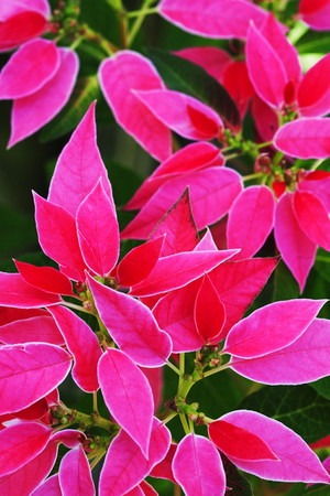 poinsettia (1).jpg