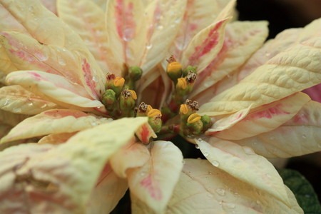 poinsettia (2).jpg