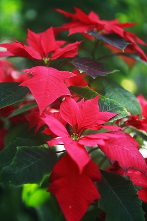 poinsettia (2).jpg