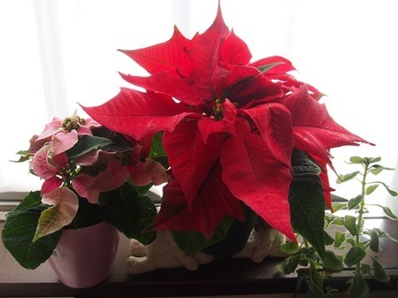 poinsettia (4).jpg