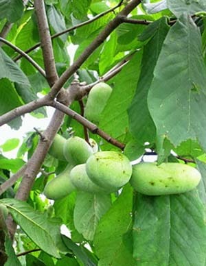 果樹の関連記事 園芸ナビ 花と野菜の育て方