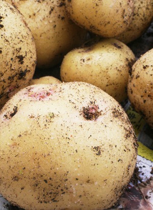 potatoW.jpg