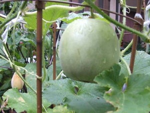 prince20melon20281129.jpg