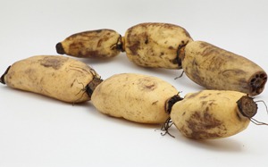 renkon (2).jpg