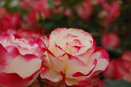 rose.jpg