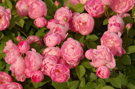 rose (4).jpg