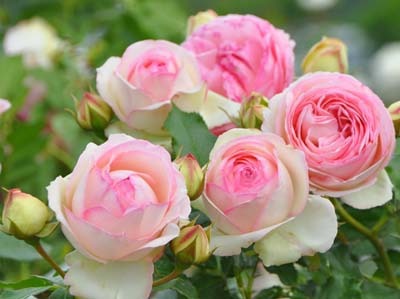 roseA ps.jpg