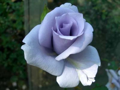 roseBon.jpg