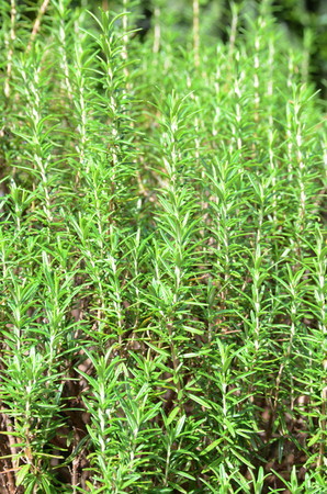 rosemary.jpg