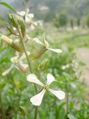 rucola.jpg