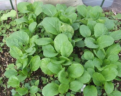 rucola2.jpg