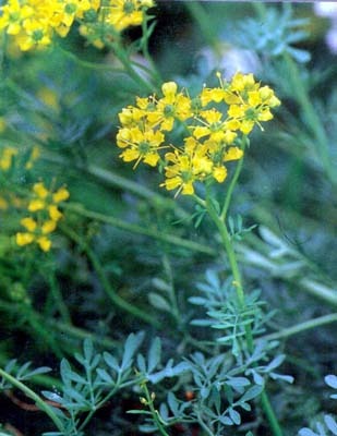 ハーブの関連記事 園芸ナビ 花と野菜の育て方