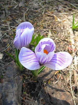 saffron.jpg