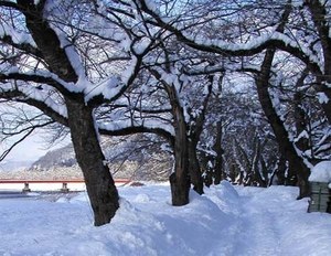 sakura01.jpg