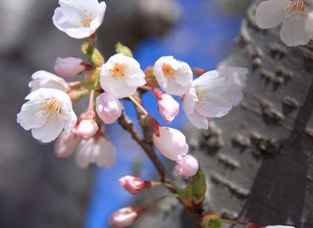 sakura03.jpg