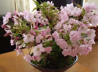 �T�N���̈�ĕ� �͔|���@ ���A����~�͂�