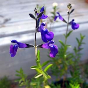 salvia-coahuilensis.jpg