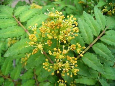 sansyo-obana (2).jpg