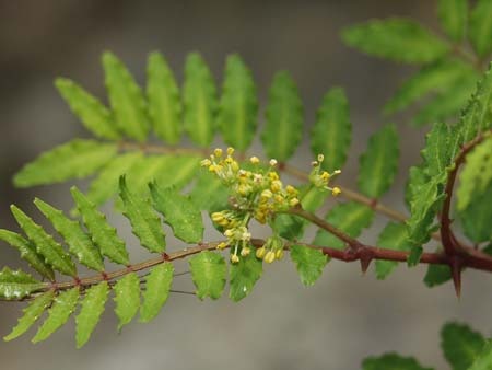 山椒の植え替えは 園芸ナビ 花と野菜の育て方