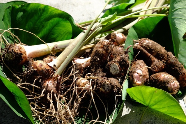 satoimo-syukaku.jpg