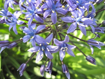 scilla perbiana.jpg