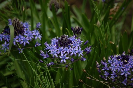 scilla perbiana (2).jpg