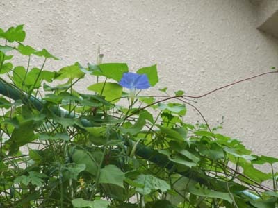 seiyouasagaokaika300.jpg