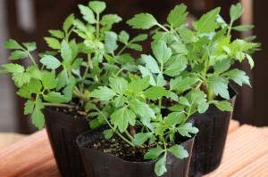 seri pot.jpg
