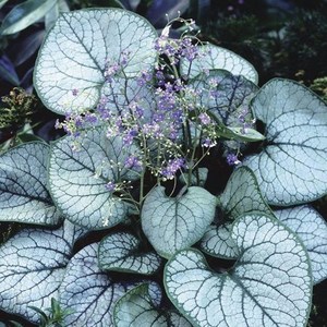 silberian bugloss.jpg