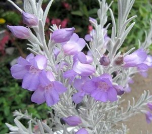 silky eremophila.jpg