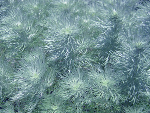 silver mound artemisia.jpg