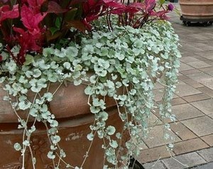 silverleaf ponysfoot.jpg
