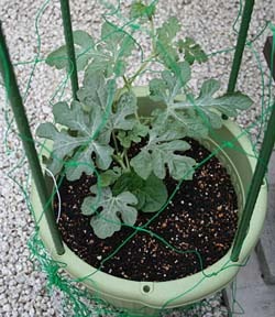 スイカの関連記事 園芸ナビ 花と野菜の育て方