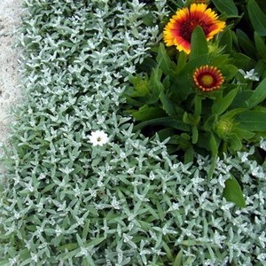 snow in summer.jpg