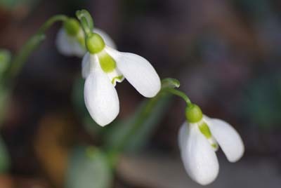 snowdrop300.jpg