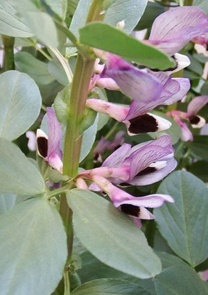 soramame.jpg
